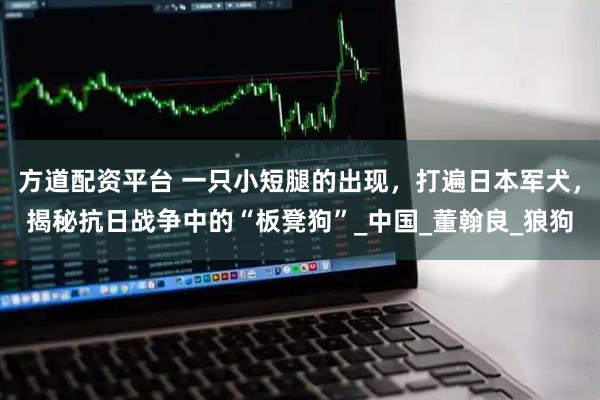 方道配资平台 一只小短腿的出现，打遍日本军犬，揭秘抗日战争中的“板凳狗”_中国_董翰良_狼狗